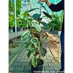 Ficus Elastica Tineke & Ficus Robusta - 3'lü Dikim Alacalı ve Siyah Kauçuk 100-120 cm