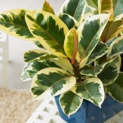 Ficus Elastica Tineke & Ficus Robusta - 3'lü Dikim Alacalı ve Siyah Kauçuk 100-120 cm