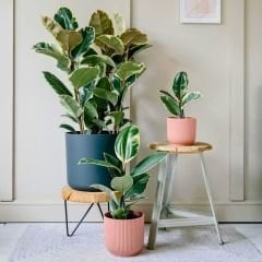 Ficus Elastica Tineke & Ficus Robusta - 3'lü Dikim Alacalı ve Siyah Kauçuk 100-120 cm