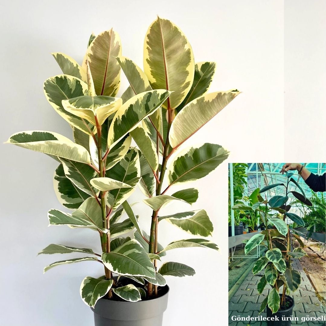Ficus Elastica Tineke & Ficus Robusta - Tek Dikim Alacalı  80-100 cm