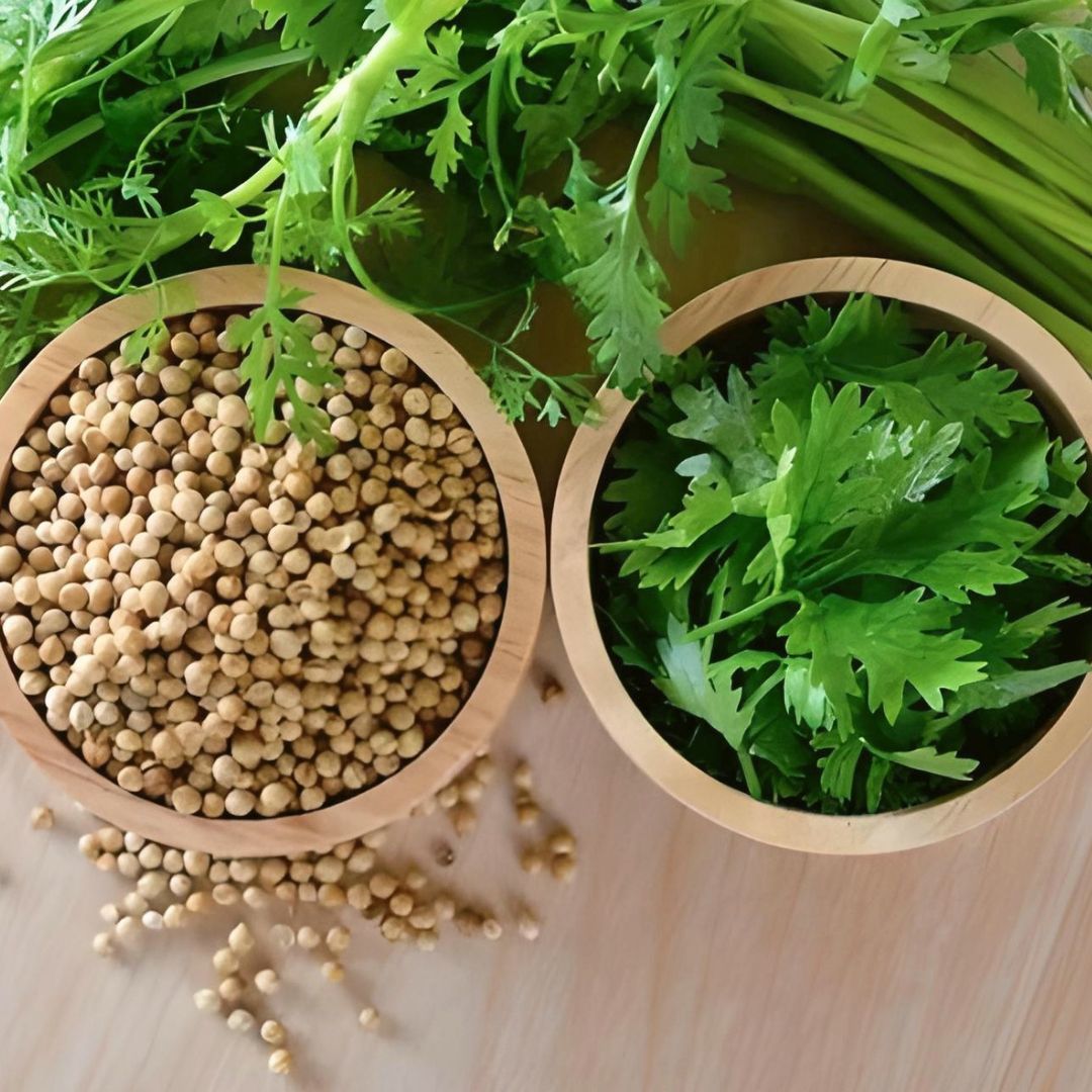 Kişniş Tohumu – Aşotu – Geleneksel