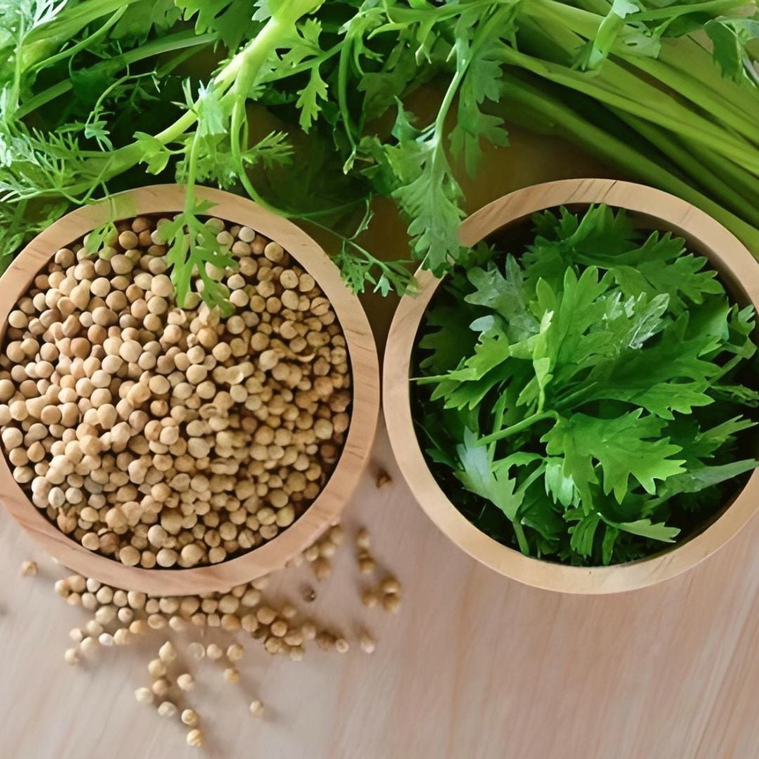 Kişniş Tohumu – Aşotu – Geleneksel