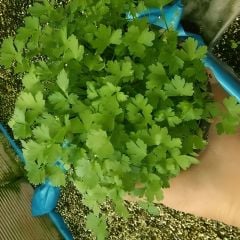 Kişniş Tohumu – Aşotu – Geleneksel