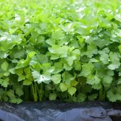 Kişniş Tohumu – Aşotu – Geleneksel