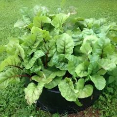 Kırmızı Pancar Tohumu – Geleneksel – Beet Detroit Dark Red