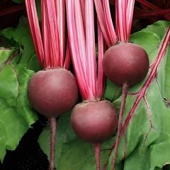 Kırmızı Pancar Tohumu – Geleneksel – Beet Detroit Dark Red