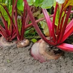 Kırmızı Pancar Tohumu – Geleneksel – Beet Detroit Dark Red