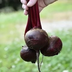 Kırmızı Pancar Tohumu – Geleneksel – Beet Detroit Dark Red