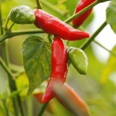 Hatay acı biberi - Samandağ biberi – Geleneksel