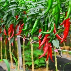 Hatay acı biberi - Samandağ biberi – Geleneksel