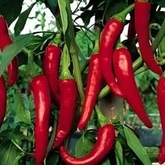 Hatay acı biberi - Samandağ biberi – Geleneksel