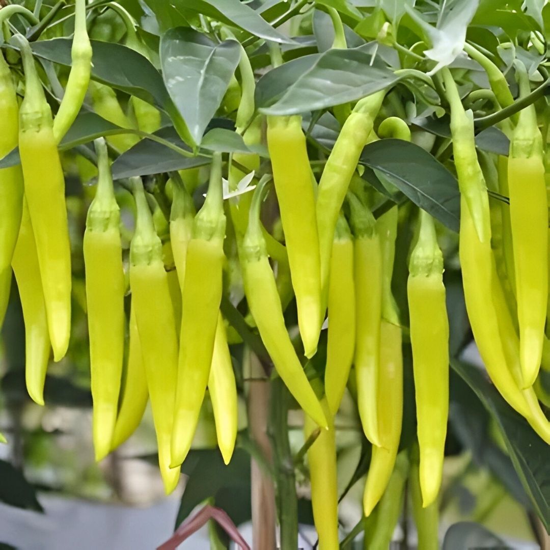 Sarı stone acı cin biber tohumu