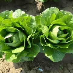 Yedikule Marul Tohumu – Geleneksel