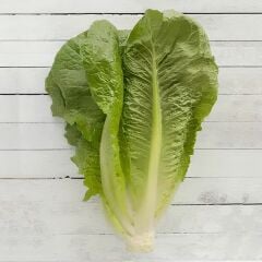 Yedikule Marul Tohumu – Geleneksel