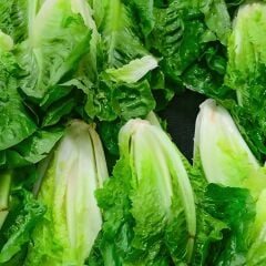 Yedikule Marul Tohumu – Geleneksel