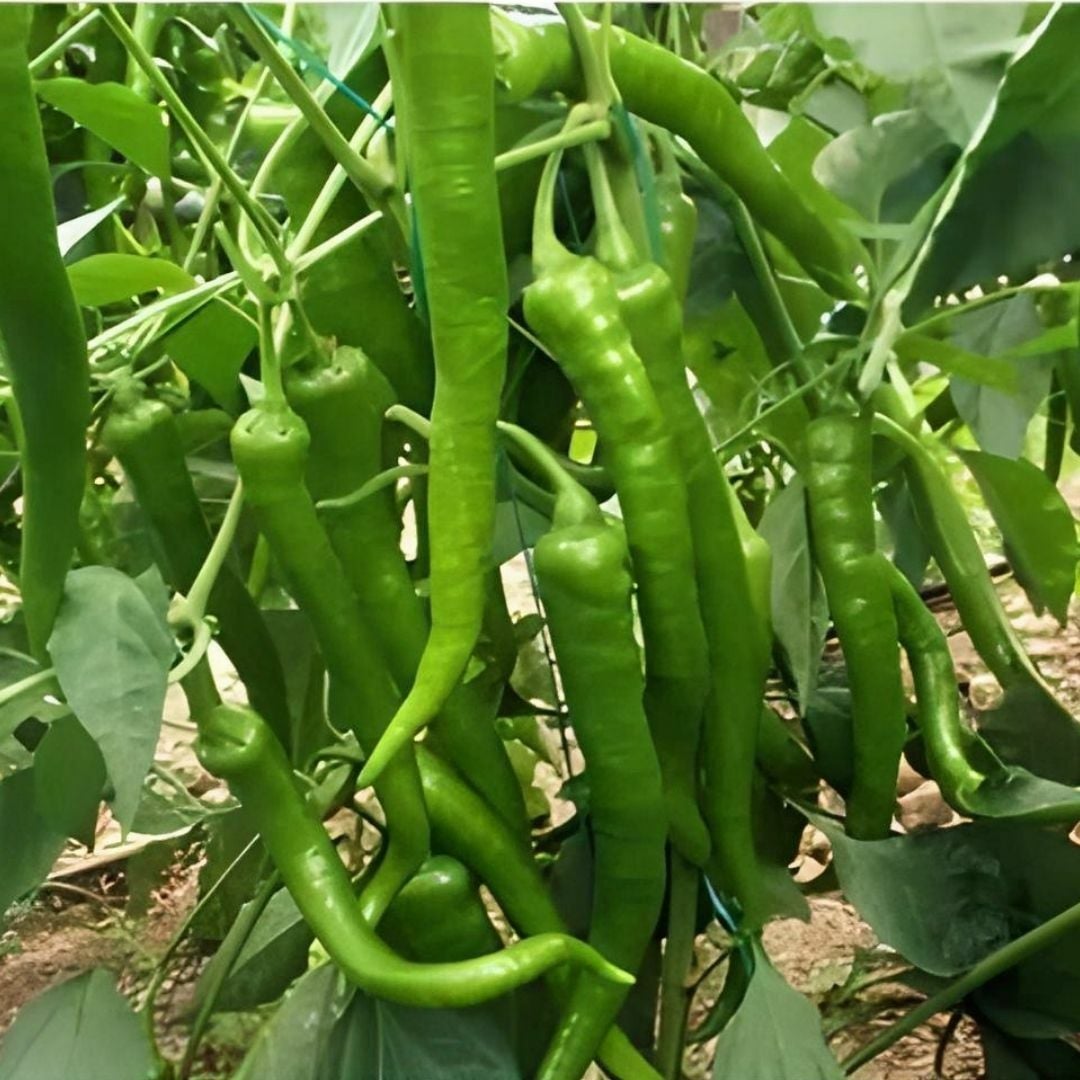 Demre Tatlı Biber Tohumu – Geleneksel