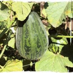 Tüylü Acur - Çin Acuru Tohumu Geleneksel – Kuru Dolmalık