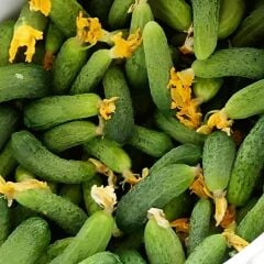 Kornişon Salatalık Tohumu – Mini Kornişon - Geleneksel