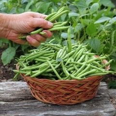 Teğmen  Fasulye Tohumu Oturak Geleneksel - Eğmen