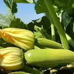 ﻿Ampul kabak tohumu Geleneksel