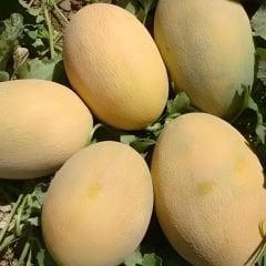 Ananas Kavun Tohumu Kokulu