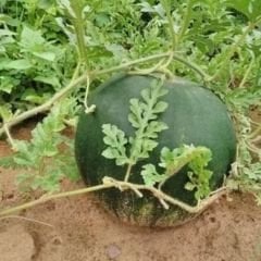 Halep Karası Karpuz Tohumu