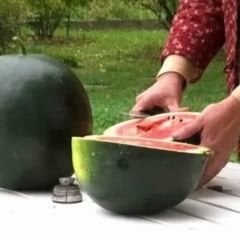 Halep Karası Karpuz Tohumu