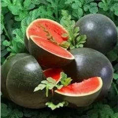 Halep Karası Karpuz Tohumu