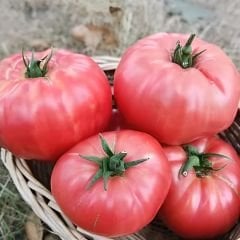 Köy Tipi Pembe Domates Tohumu Geleneksel - Ege Pembe