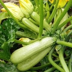 Sakız kabak tohumu Geleneksel - Ak Kabak - cucurbita pepo