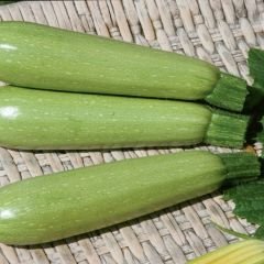 Sakız kabak tohumu Geleneksel - Ak Kabak - cucurbita pepo