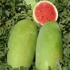 Çarliston Karpuz Tohumu - Charleston Gray Watermelon Seeds