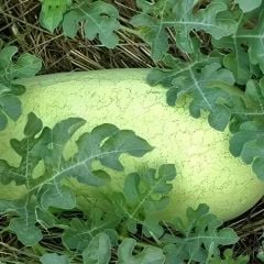 Çarliston Karpuz Tohumu - Charleston Gray Watermelon Seeds