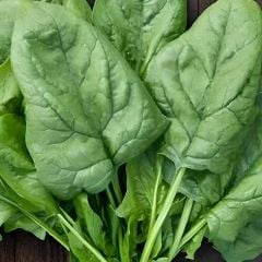 Matador Ispanak Tohumu Geleneksel