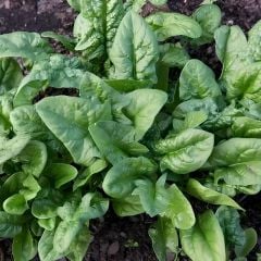 Matador Ispanak Tohumu Geleneksel