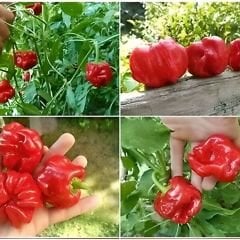 Kırmızı Mantar Biber Tohumu - Jamaican Red Mushroom