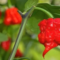 Kırmızı Mantar Biber Tohumu - Jamaican Red Mushroom