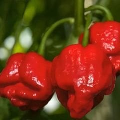 Kırmızı Mantar Biber Tohumu - Jamaican Red Mushroom