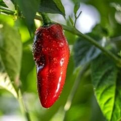 Balık Biber Tohumu Geleneksel - Fish pepper