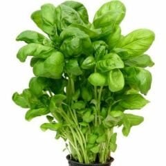 Geniş Yapraklı Fesleğen Tohumu Geleneksel - İtalyan Fesleğen