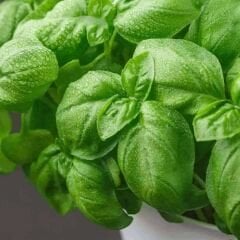 Geniş Yapraklı Fesleğen Tohumu Geleneksel - İtalyan Fesleğen