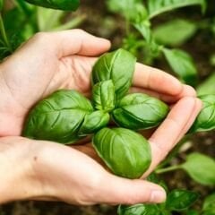 Geniş Yapraklı Fesleğen Tohumu Geleneksel - İtalyan Fesleğen