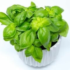 Geniş Yapraklı Fesleğen Tohumu Geleneksel - İtalyan Fesleğen