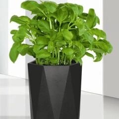 Geniş Yapraklı Fesleğen Tohumu Geleneksel - İtalyan Fesleğen