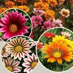 Gazanya Tohumu - Gazania  – Koyun gözü