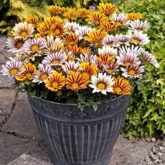 Gazanya Tohumu - Gazania  – Koyun gözü