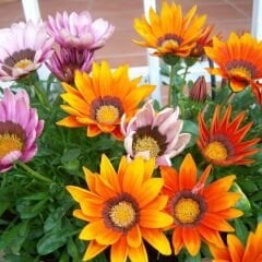 Gazanya Tohumu - Gazania  – Koyun gözü