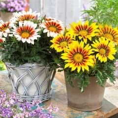 Gazanya Tohumu - Gazania  – Koyun gözü