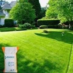 Akademi Tohum 4A Sılver Çim Tohumu - 1 kg