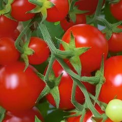 Beybito Domates Tohumu Geleneksel -  Baby Tomato